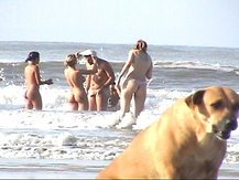 Balada animal - Flagras na Praia